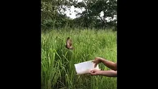 Owl Release from Wild Sun
