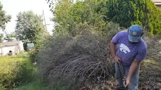 HOW TO REMOVE BUSHES, SHURUBS OR SMALL TREES.