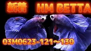 03M0623 121～130 新着HM　オス　10選
