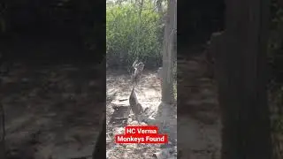 HC Verma  🐒  Monkeys Found 🤣😂  Funny Monkies