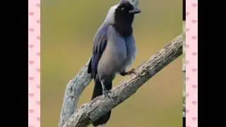 PhotoGrid Video 1388537490561