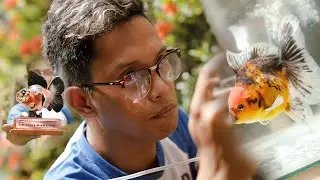FV VLOG #010: Power Groom your Goldfish with Steamed Eggs