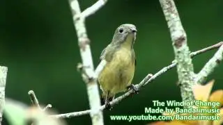 Bandari-The Wind of Change