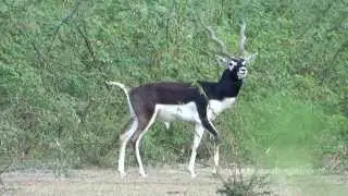 Blackbucks - Antilope cervicapra - Hirschziegenantilope