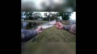 Trying out the new Bio Spawn Rattle Bot