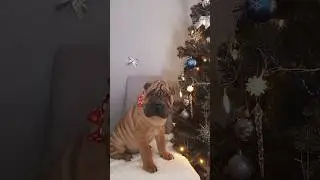Щенок шарпея Хелавис Ратибор 😍 Sharpei puppy Helavis Ratibor 😍 #dog #sharpei #шарпей #щенок #puppy