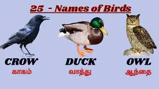 Birds Name in English & Tamil | Birds vocabulary |