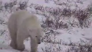 Polar Bears & Global Warming