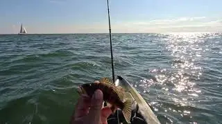 Porgy Master 2025, TFO, Van Staal, Hobie Outback II, CT