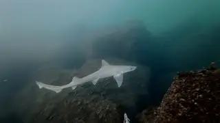 Spearfishing NY: large fluke during shark season 2025.05.20