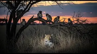 No Escape After Dark | Monkeys Under Predator Watch