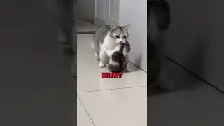 Why Cats Bring You Dead Animals