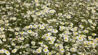 Beautiful Piano Music and Daisy Flowers. Relaxing Video - Relaxing Sounds and Images