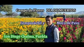 Recorriendo los Campos de Flores SAN DIEGO CHALMA, TEHUACÁN, PUE.