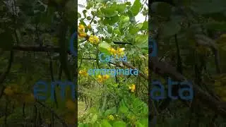 Cassia emarginata :CAESALPINIACEAE