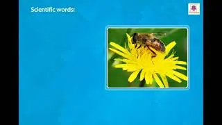 Scientific Terms | Science and Technology | Now You Know Book 4 | Periwinkle