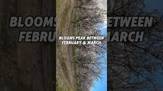The Best California Blossom Trail Road Trip #visitfresnocounty