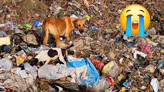 Hungry stray dogs looking for food in the garbage | my heart to see a dog searching garbage for food