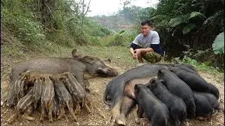 Completed the new farm, planted a vegetable garden, and took care of pregnant sows. A free life.