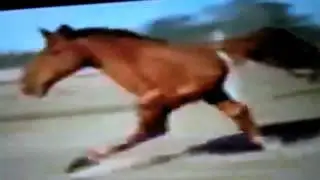 retarted horse