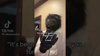 Crow Core #memesvideo #funny #memes #real #crows #druski #fyp #fupシforyou