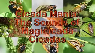 Cicada Mania: The Sounds of Magicicada Cicadas (Film)