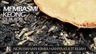 Membasmi keong kecil sumpil di pot kebun tanpa bahan kimia dengan kulit buah saja