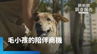 寵物經濟大爆發　毛孩居服員改變養寵家庭照護樣貌　愛犬病逝轉為專業動力　從法務人生走向毛孩陪伴｜超級個體時代｜鏡新聞調查報告｜#鏡新聞