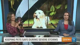 How to prepare your pets for hurricane season