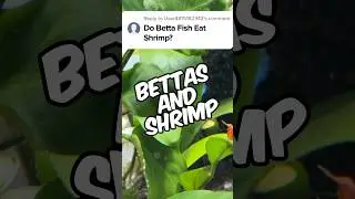 I Kept Betta Fish With Shrimp...Heres What Happened...(Cherry Shrimp/Amano Shrimp) #aquarium #betta