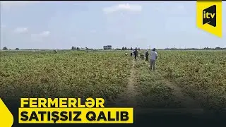 Fermerlər narahatdır: məhsul var, alan yoxdur…