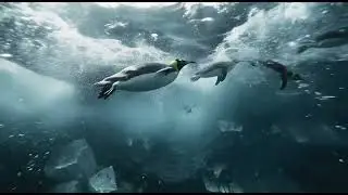 The Great Penguin March Across Antarctica (Aerial Cinematic)