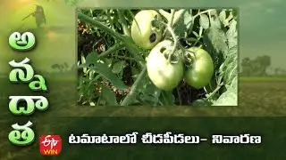 టమాటాలో చీడపీడలు నివారణ | Tomato pests & diseases   control measures | ETV