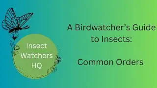 A Birdwatchers Guide to Insects: Common Orders