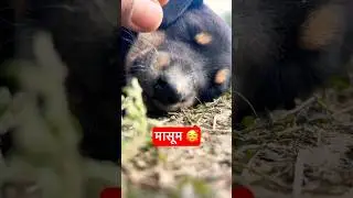 मासूम 🥰 #dogshorts #dogvideos #doggybestfriend #doggielife #love #pets #cute #shorts #dogshorts