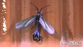Stylura sp. Moth - Burnet or Forester moths (Zygaenidae - Procridinae)