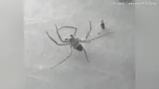 Footage shows how flattie spiders turn to capture prey   Daily Mail Online