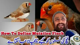 How To Define Finches Mutation Full Knowledge Video