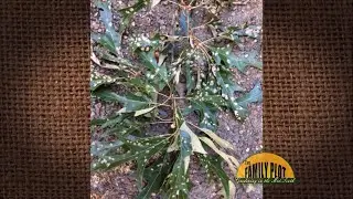 Q&A &ndash; Are these brown spots on my oak leaves okay?
