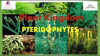 #Pteridophytes# Class 11th Biology PLANT KINGDOM