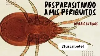 Cómo desparasitar a un periquito [Revisión de jovencitos]