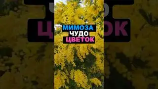 Мимоза чудо цветок #секреты #цветы #сад #дача #сорт #огород #мимоза