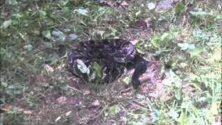 Timber Rattlesnake