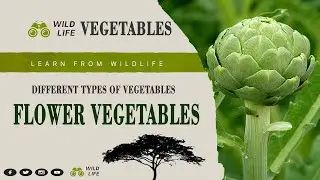 Flower Vegetables II Different Types of Flower Vegetables Name II Scientific Name ll