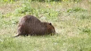 Coypu