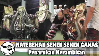 MATEBEKAN seken seken GANAS di Penarukan Kerambitan