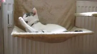 B&ouml;ser Stubentiger