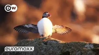 Puffins Returning From The Open Sea To Breed | Puffin Day On Lovund, Norway | DW Euromaxx