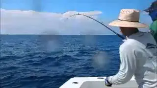 2016 Offshore World Championship | Perth Game Fishing Club Marlin Cup | Pacific Sailfish