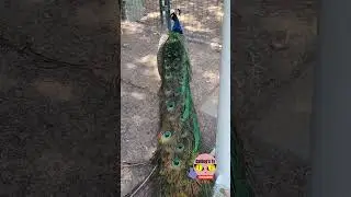 PEACOCK #shorts #wildlife #animals #beautiful #peacock #pavo #youtubeshorts #fyp #birds #yt #yts #4k